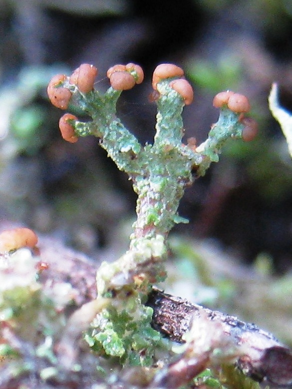 Cladonia ramulosa?